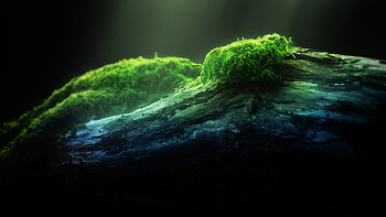 Plants, Background HD wallpaper