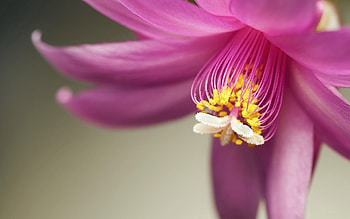 Flower, Macro, Petals, Stamens HD wallpaper