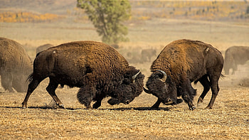 Nature's battle captured, Horned buffalo spectacle, wildlife , Bison in action HD wallpaper