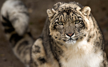 Animals, Snow Leopard, Muzzle, Spotted, Spotty, Big Cat HD wallpaper