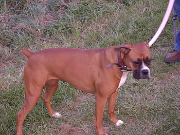 my name is reba, multi, breed, boxer, color HD wallpaper