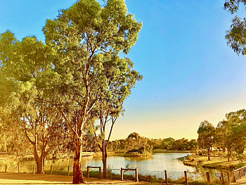 Gum trees by lake, Lake, Summer, Sunshine, Trees, Australia HD wallpaper