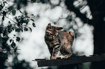 Funny, Animals, Cat, Kitty, Kitten, Nice, Sweetheart HD wallpaper