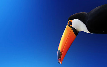 Tucan, beak, bill, bird HD wallpaper