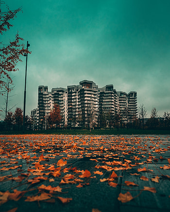Cities, Autumn, Leaves, City, Building HD phone wallpaper
