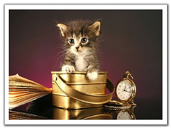 the cat in the bucket, bucket, cat HD wallpaper