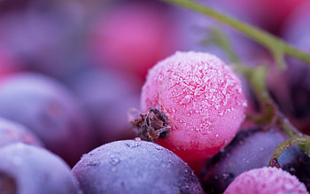 Frozen berries, frozen, macro, winter, purple, pink, fruit, nature HD wallpaper