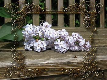 LILACS ON A BENCH, PRETTY, LILACS, FLOWERS HD wallpaper