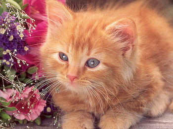 GINGER KITTY, kitten, cat, sitting, ginger HD wallpaper