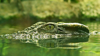 Crocodile, Reptile species, Aquatic predator, Powerful jaws HD wallpaper