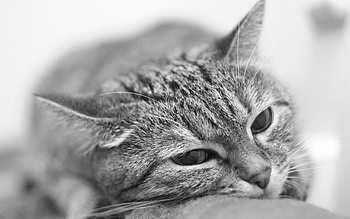 Animals, Cat, Muzzle, Blur, Smooth, Tired HD wallpaper