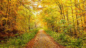 Into The Forest, autumn, road, forest, walkway, tree HD wallpaper