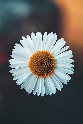 Camomile, Flower, Plant, Macro, Chamomile HD phone wallpaper