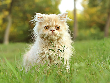 What is it?, kitten, scared, nature, grass, pet HD wallpaper