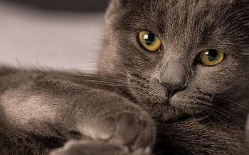 Cat, animal, fur, brown, yellow, eyes HD wallpaper