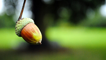 Symbol of autumn, Oak tree offspring, Nature's treasure, Seasonal beauty HD wallpaper