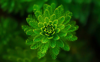 Plant, Macro, Close-Up, Seaweed, Algae HD wallpaper