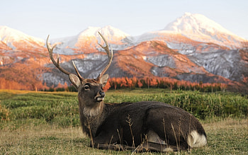Animals, Deers HD wallpaper