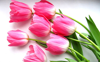 Plants, Flowers, Tulips HD wallpaper