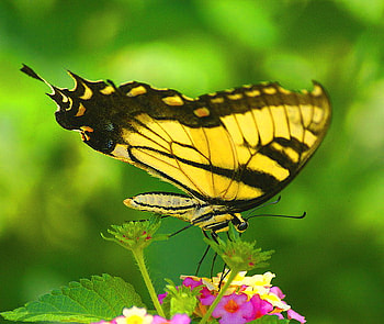 Wings of beauty, butterfly, flower, green, swallowtail, yellow and black, beauty HD wallpaper