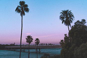 Nature, Palms, Coast, Bridge, Tropics HD wallpaper