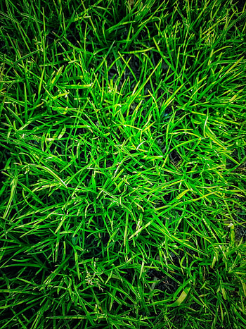 Grass, art, terrestrial_plant HD phone wallpaper