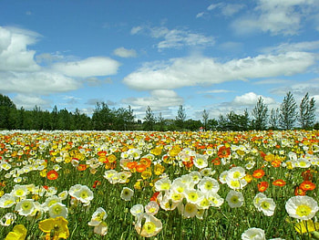 Flowers, sky, nature, field HD wallpaper