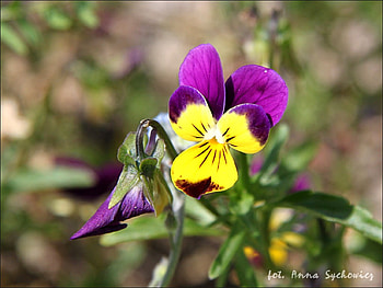 Beautiful Flower, cool, beautiful, , flower HD wallpaper