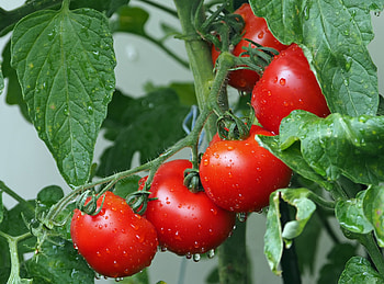 Food, Drops, Branch, Harvest, Tomatoes HD wallpaper