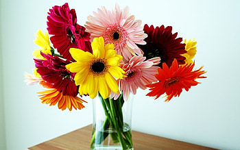 Plants, Holidays, Flowers, Bouquets HD wallpaper