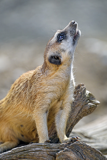 Animals, Animal, Profile, Rodent, Meerkat, Surikat HD phone wallpaper
