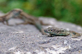 Animals, Rock, Stone, Lizard, Reptile, Crawl HD wallpaper