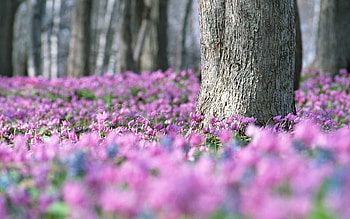Plants, Landscape, Flowers, Violet HD wallpaper