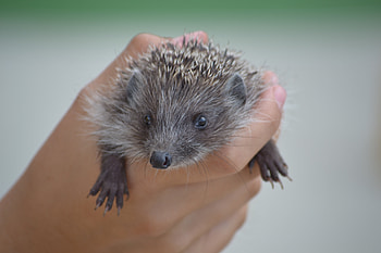 Animals, Hand, Thorns, Prickles, Hedgehog HD wallpaper