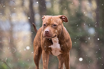 Pit bull, dog, winter HD wallpaper