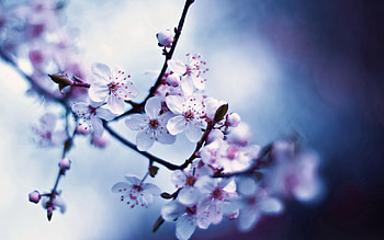 Flowers, Plant, Macro, Bloom, Flowering, Branch HD wallpaper