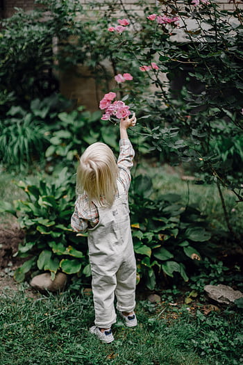 A young child in overalls reaching for pink roses in a garden setting, capturing curiosity and innocence. HD phone wallpaper