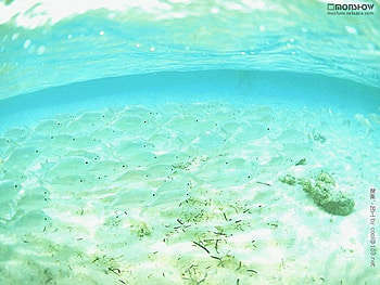 Ocean, starfish, oceans, fish, nature HD wallpaper