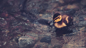 Striking duck , High definition, Captivating ry, Vibrant colors HD wallpaper