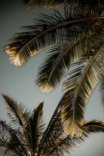 Nature, Leaves, Palm, Branches, Branch HD phone wallpaper