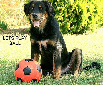 lets play ball, cute, pooch, adorable, friendly HD wallpaper