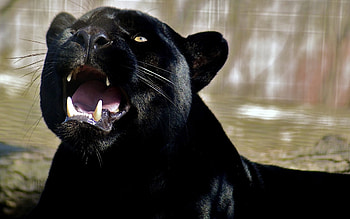 Animals, Puma HD wallpaper