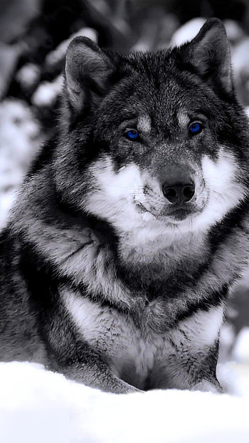 Wolf, Black And White Wolf HD phone wallpaper