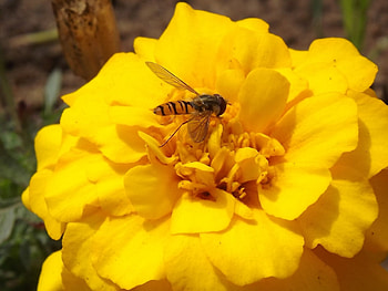 Wasp on a Yellow Flowe, Wasp, Insect, Wasp on Flower, Wasp and Flower HD wallpaper