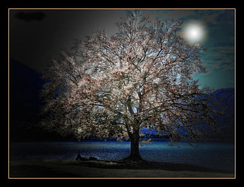 Sleeping under the enchanted tree, sea, moon, sky, nature, sleeping, tree HD wallpaper