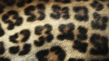 Texture, winter, animal, fur, print, spot, skin HD wallpaper