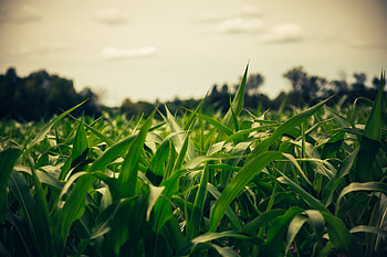 Nature, Summer, Field, Evening, Corn, Maize HD wallpaper