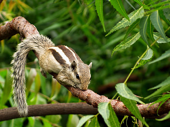 Chipmunk, Animals, , Leaves HD wallpaper