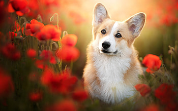 Pembroke Welsh Corgi, poppies, dog, flowers, nature HD wallpaper