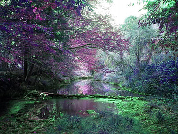 Rainbow Brook, trees, colors, sky, water HD wallpaper